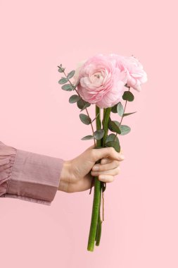 Güzel bir buket ranunculus çiçeğiyle kadın eli ve pembe arka planda okaliptüs.