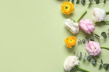 Yeşil arka planda güzel ranunculus çiçekleri ve okaliptüs