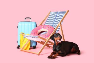 Plaj aksesuarları ve pembe arka planda bavulu olan sevimli Dobermann köpeği.