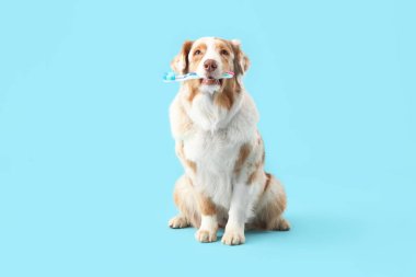 Mavi arka planda ağzında diş fırçası olan sevimli bir köpek.