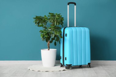 Çiçek ve bavul mavi duvarın yanında.