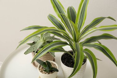 Yeşil bitkiler ışık duvarının yanındaki masada.