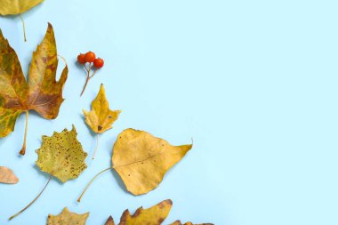 Beautiful autumn leaves on blue background