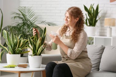 Önlüklü, elinde sprey şişesiyle evdeki sansevieria bitkisini sulayan güzel bir kadın.