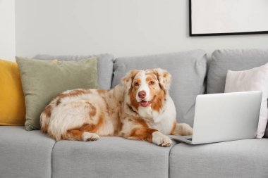Oturma odasındaki gri kanepede dizüstü bilgisayarı olan şirin Avustralya çoban köpeği.
