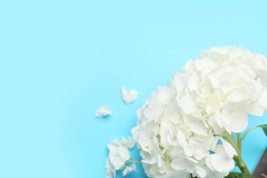 Mavi arkaplanda beyaz ortanca çiçeği