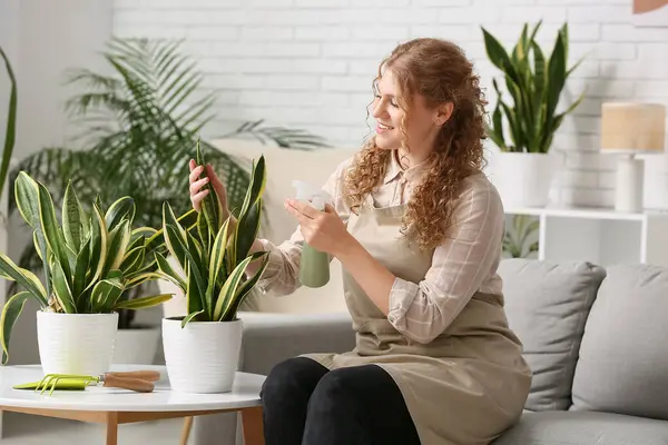 Önlüklü, elinde sprey şişesiyle evdeki sansevieria bitkisini sulayan güzel bir kadın.