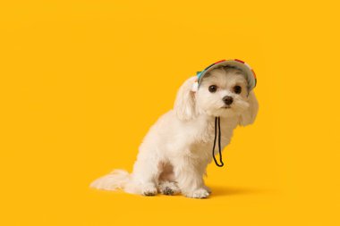 Sarı arka planda şapkalı şirin Bolonez köpeği.