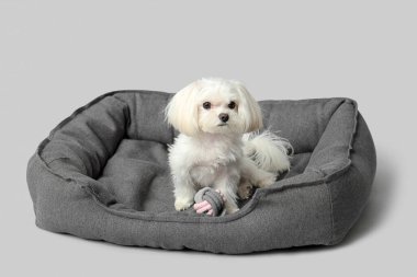 Siyah yatakta beyaz arka planda sevimli Bolonez köpeği.