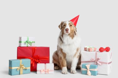 Parti şapkalı şirin Avustralyalı çoban köpeği. Gri arka planda doğum gününü kutluyor.