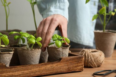Tahta masadaki turba kaplarında fideleri olan kadın, yakın plan.