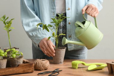 Kadın sulama bitkisi ahşap masada filizleniyor.