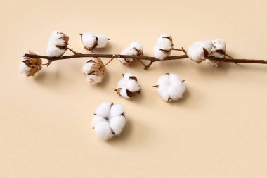 Pamuk filizi ve bej arka planda çiçekler