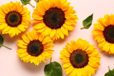 Pembe arka planda güzel ayçiçekleri ve yapraklar