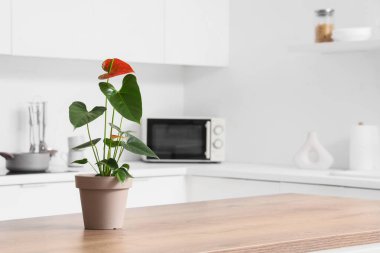 Mutfaktaki masada güzel bir Anthurium çiçeği.