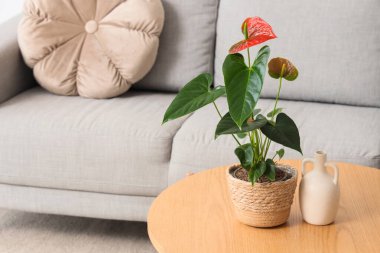 Oturma odasındaki masada güzel bir şarküteri çiçeği ve vazo var.