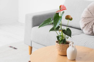 Oturma odasındaki masada güzel bir şarküteri çiçeği ve vazo var.