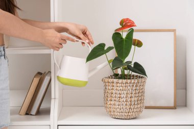 Kadın elleri evdeki rafta Anthurium çiçeğini suluyor.