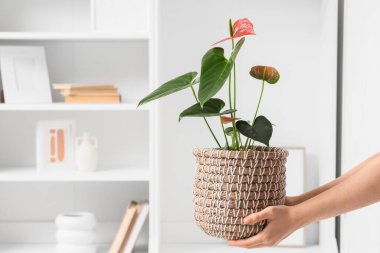 Evde Anthurium çiçekli kadın elleri