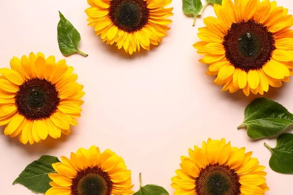 Güzel ayçiçeklerinden yapılmış çerçeve ve pembe arka planda yapraklar