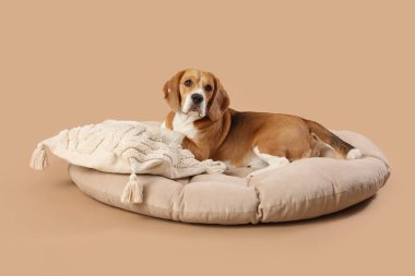 Sevimli Beagle köpeği kahverengi arka planda evcil hayvan yatağında yatıyor.