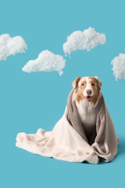 Şirin tüylü Avustralyalı çoban köpeği battaniyesi ve mavi arka planda bulutlar