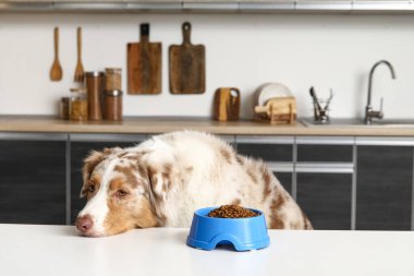 Yumuşak Avustralya çoban köpeği mutfakta bir kase kuru yemekle oturuyor.