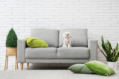 Modern oturma odasındaki kanepede şirin bir Maltese köpeği.