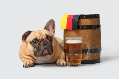 Alman bayrağı, fıçısı ve fincanı gri arka planda duran tatlı Fransız bulldog 'u. Ekim Festivali Kutlaması