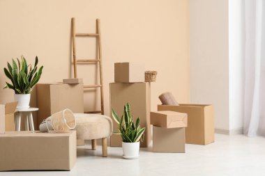 Osmanlı, ev bitkileri ve bej duvarın yanındaki karton kutular. Taşınma konsepti