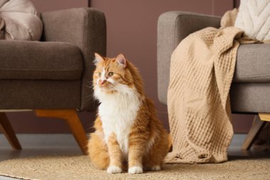 Evdeki koltukların yanındaki halının üstünde sevimli tüylü kedi.