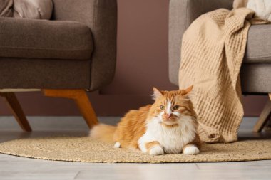 Evdeki koltukların yanında, halının üzerinde yatan sevimli tüylü kedi.