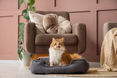 Evdeki koltuğun yanındaki evcil yatakta sevimli tüylü kedi.