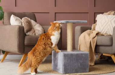 Oturma odasında tırmalayan sevimli tüylü kedi.