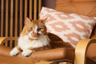 Şirin pofuduk kedi. Evdeki koltuğa uzanmış. Yakından.