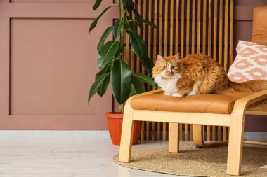 Şirin pofuduk kedi evde divanın üzerinde yatıyor.