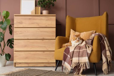 Evdeki koltukta oturan sevimli tüylü kedicik.