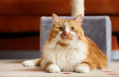 Evdeki tırmalama direğinin yanında, halının üzerinde yatan sevimli tüylü kedi.