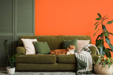 Evdeki yeşil kanepede minderleri olan sevimli tüylü kedi.