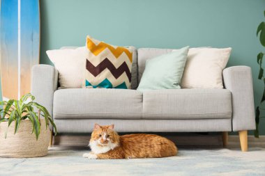 Oturma odasında halıya uzanmış sevimli tüylü kedi.