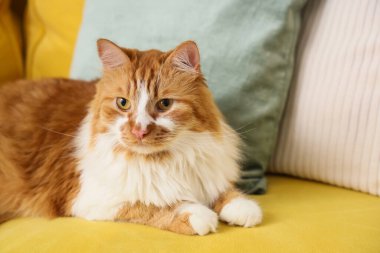 Evdeki sarı kanepede yastıklı sevimli tüylü kedi, yakın plan.