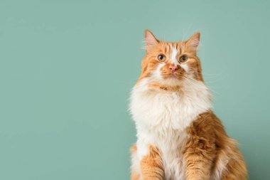 Yeşil arka planda sevimli tüylü kedi.