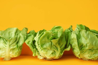 Sarı arka planda taze Boston marulu