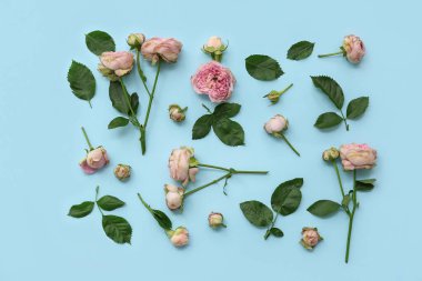 Mavi arka planda yaprakları olan güzel pembe güller.