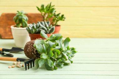 Bitki ve bahçe aletleri yeşil arka plana karşı ahşap masada naklediliyor