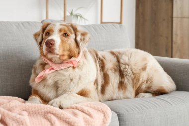 Evdeki kanepede şallı sevimli Avustralyalı çoban köpeği