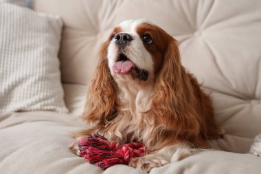 Şirin şövalye Kral Charles spaniel evde koltukta oturuyor.