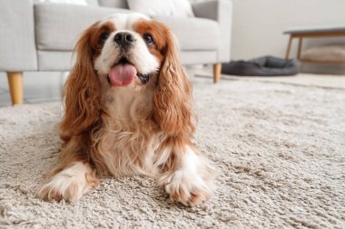 Şirin şövalye Kral Charles evde halının üzerinde yatıyor.