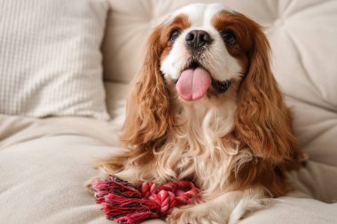 Şirin şövalye Kral Charles spaniel evde koltukta oturuyor.