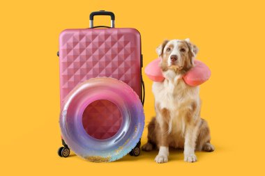 Çantalı şirin Avustralya çoban köpeği, şişirilebilir yüzük ve sarı arka planda seyahat eden yastık.